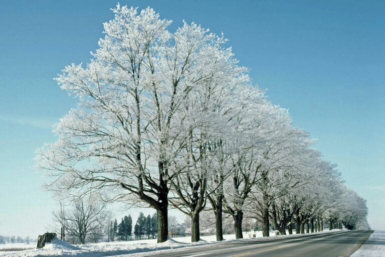IceStorm